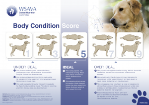 Dog+Body+Condition+Score