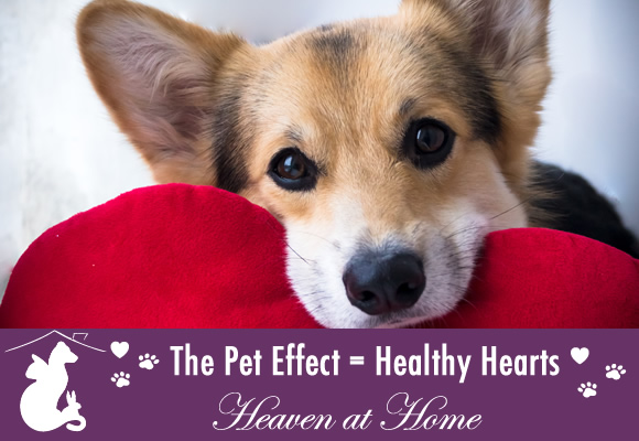 Image of dog with stuffed valentines heart in mouth to depict the heart-healthy effect of pets on humans