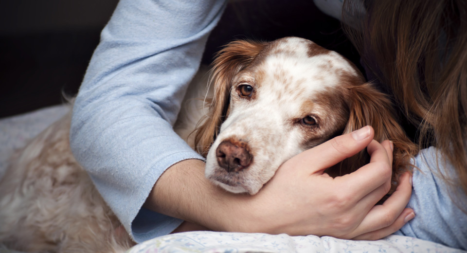 How to Help The Pet Left Behind - Heaven At Home Pet Hospice