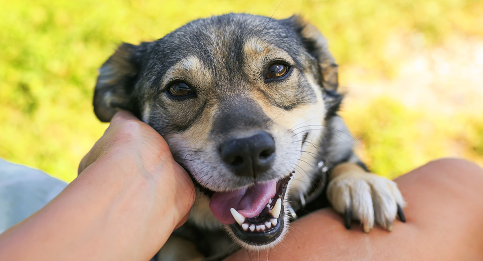 Survival of the Friendliest: How Dogs Make Us Love Them - Heaven At Home Pet  Hospice