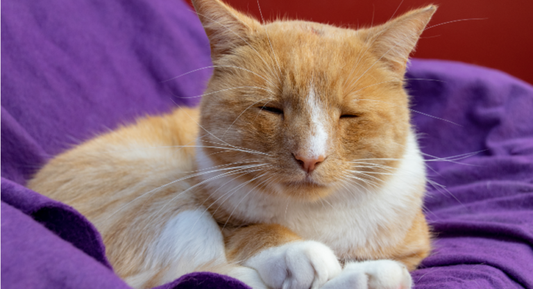 Picture Idea: Feline Pain Awareness Part 2 Senior Cats Heaven At Home