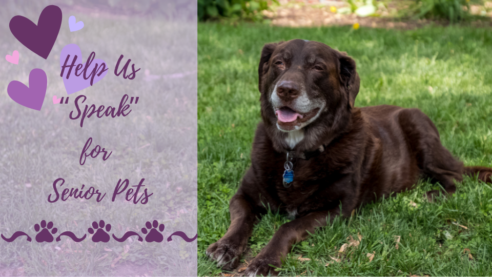 AVMA Pet Hospice Specialty advocacy depicted by senior dog and call to action with pawprints and hearts