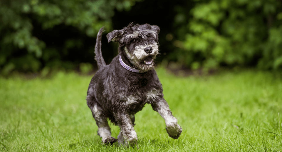 Photo of an senior dog running through a grassy backyard after receiving ozone treatments for pain management.