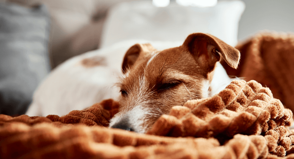 Old dog sleeping comfortably after receiving care from the veterinarians at Heaven at Home Pet Hospice in West Michigan.