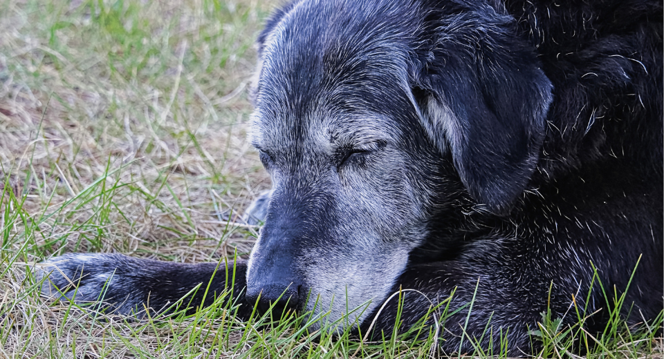 Photo of an old dog, who may be showing signs of needing pet hospice care from Heaven at Home in Grand Rapids, MI